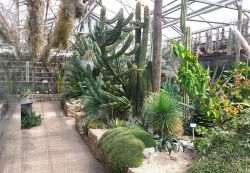 Das Beet im Kakteenhaus mit verschiedensten Pflanzen und hohen Säulenkakteen.