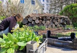 Eine der Abschlussarbeiten ist das Bepflanzen des Kleintierhabitats.