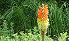 Kniphofia
