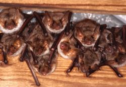 Jungtiere hängen dicht aneinander.