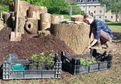 Die Käferlarvenburg wird bepflanzt.