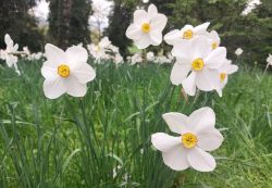 weiße Blüte der Narzisse