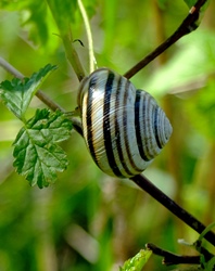 Gestreiftes Schneckenhaus der Gehäuseschnecke.