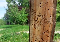 Eine Wildbienen-Nisthilfe im Naturgarten: stehendes Holz, in das kleine Löcher gebohrt wurden.