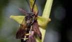 Grabwespe auf einer Fliegen-Ragwurz