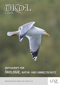 Foto: Thomas Pumberger: Mittelmeermöwe Foto:Thomas Pumberger: Mittelmeermöwe