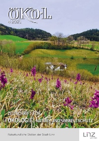 Kleines Knabenkraut (lila blühende Orchidee) in Wiese.