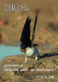 Foto: Josef Limberger (Mehlschwalbe) Mehlschwalbe bei der Aufnahme von Lehm, den sie im Schnabel zum Nest trägt und für den Bau verwendet.