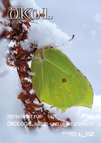 Ein Zitronenfalter überwintert auf einem eingetrockneten Farnblatt. Teilweise ist er von Schnee bedeckt.