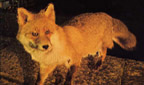 Titelbild: Fuchs