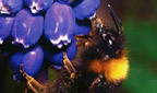 Titelbild: Schmarotzerhummel auf Traubenhyazinthe