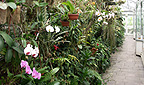 Orchideenhaus
