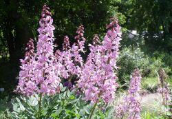 rosa Blüten-Stände vom Diptam