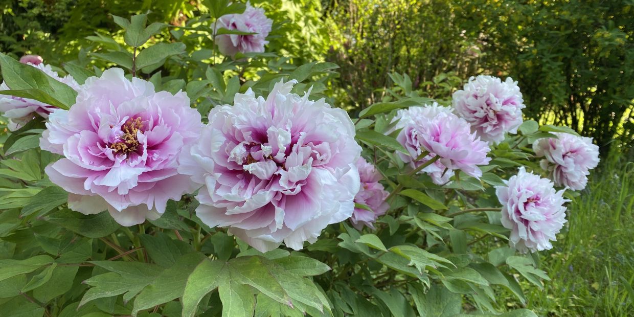 Die großen Blüten der Pfingstrosen beeindrucken.