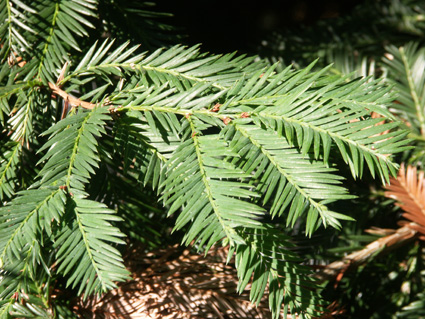 Pflanzen der Wälder Nordamerikas - Sequoia sempervirens