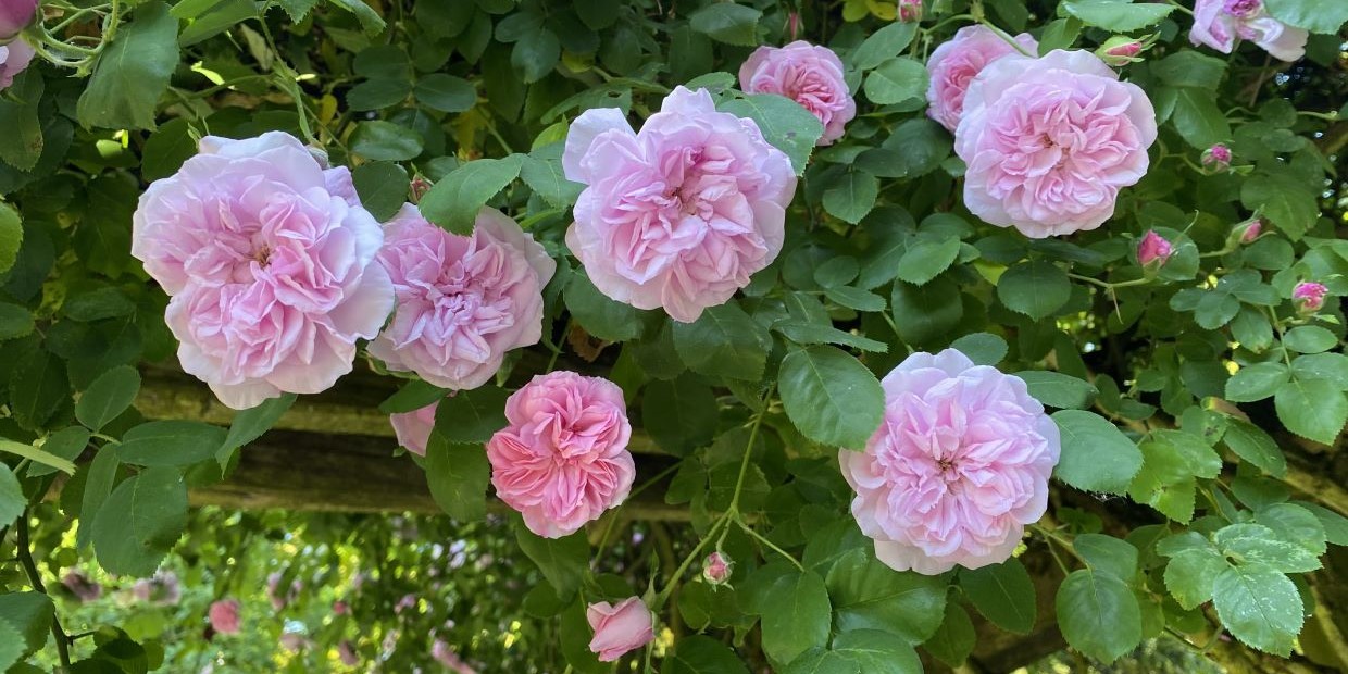 rosa blühende Kletterrose