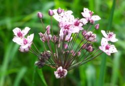 Schwanenblume - eine Art der Roten Liste