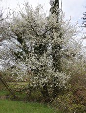 Schlehe in Blüte