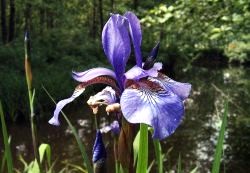 Lila Blüte der Sibirischen Schwertlilie