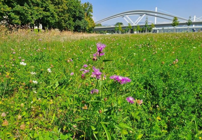 Blick über blühende Wiese zur neuen Eisenbahnbrücke in Linz