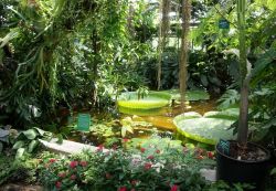 Blick ins üppig bepflanzte Tropenhaus