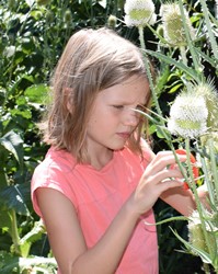 Ein Kind beobachtet Wildbienen an einer Distel.