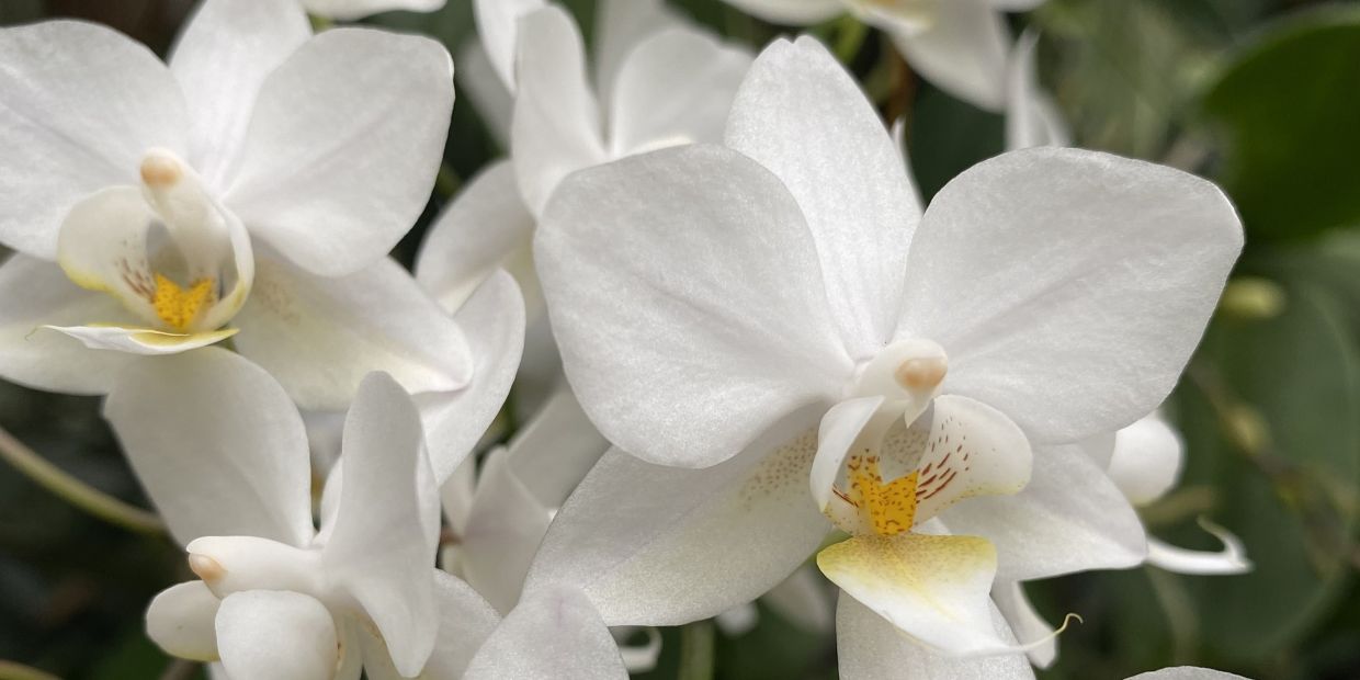 weiße Orchideenblüten