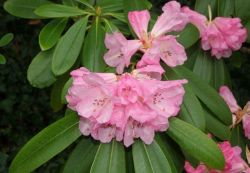 Rhododendron-Blüte