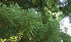 Waldflora Ostasiens - Cryptomeria japonica