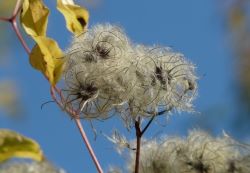 Samenstände der Waldrebe