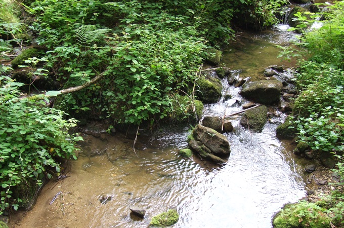 Ein Bach plätschert durch den Wald