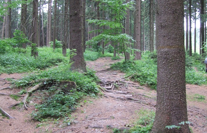 Größe Bäume unter denen Jungbäume nachwachsen