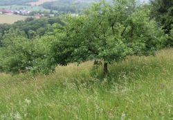 hoch stehende Wiese mit Obstbäumen am Freinberg