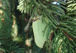 Ein Zitronenfalter hat sich einen geschützten Platz zwischen Tannenzweigen ausgesucht.