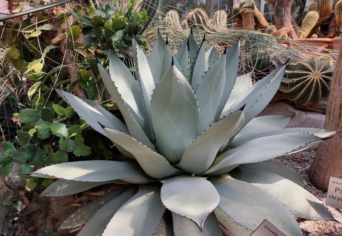 Silberfarbene große Agave mit dunklen Blattspitzen.