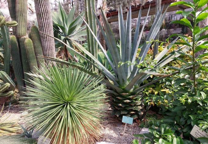 Zwei im Erscheinungsbild völlig unterschiedliche Agavaen: eine kugelig, die andere ähnlich einer Palme