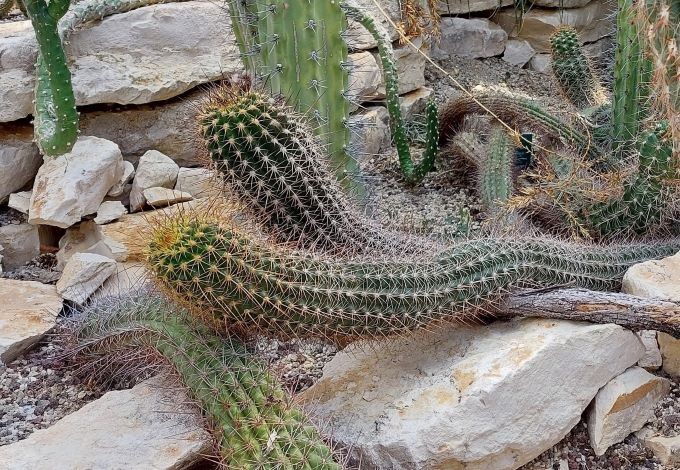 länglich wachsender Kaktus