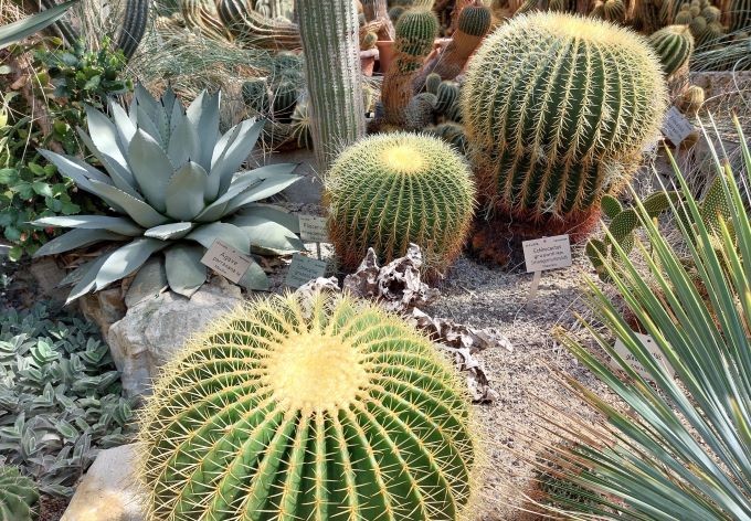 Diese Kakteen sehen wie kleine Hocker aus - daher der Name.