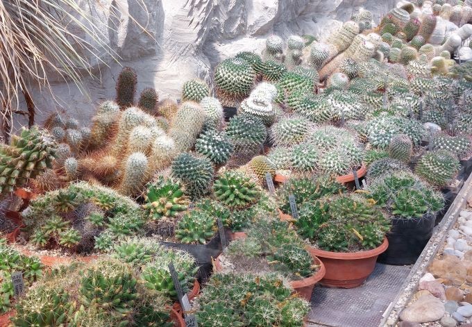 Viele, kleine Kakteen in der Ausstellung.