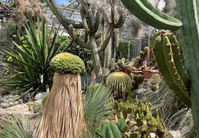 Barbara Than-Kassowitz verschiedene Kakteen