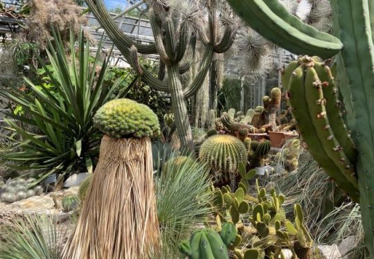 gummibaum erde kaufen Gummibaum 'Robusta' XXL-Gre kaufen