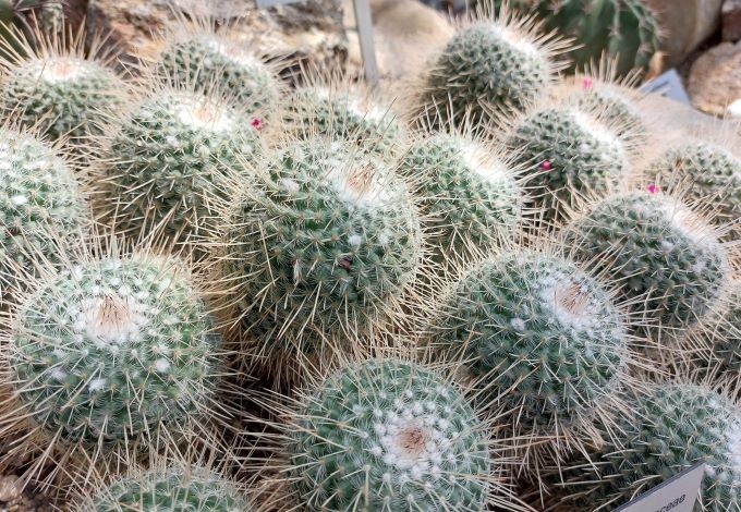 Ein Kakteenkopf neben dem anderen.