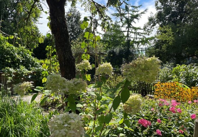 Foto: B. Than-Kassowitz weiße Hortensien, gelbe Sonnenbraut, rosa Phlox