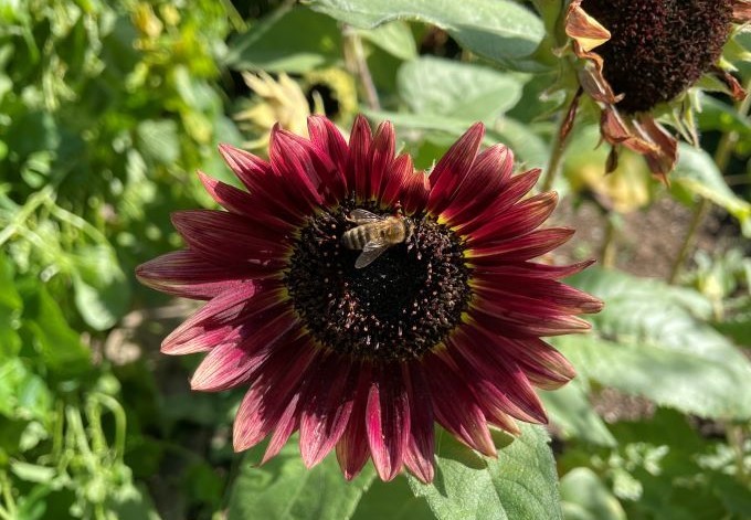 Foto: B. Than-Kassowitz rote Sonnenblume