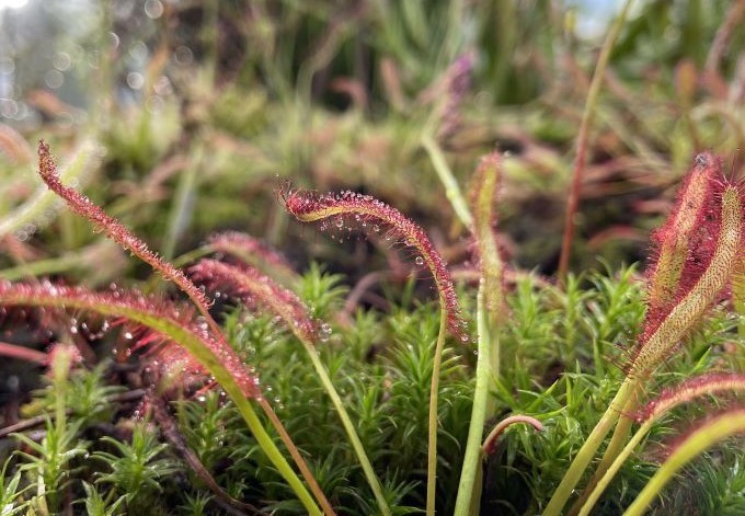 Foto: B. Than-Kassowitz Sonnentau