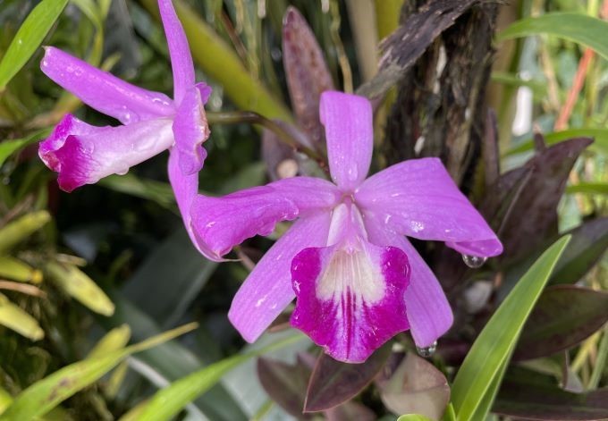 Foto: B. Than-Kassowitz rosa Blüte einer Kalthausorchidee
