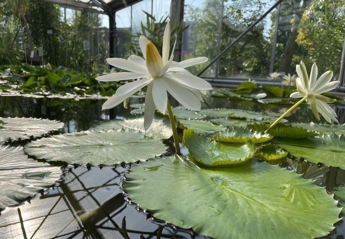 Foto: B. Than-Kassowitz große, weiße Blüte