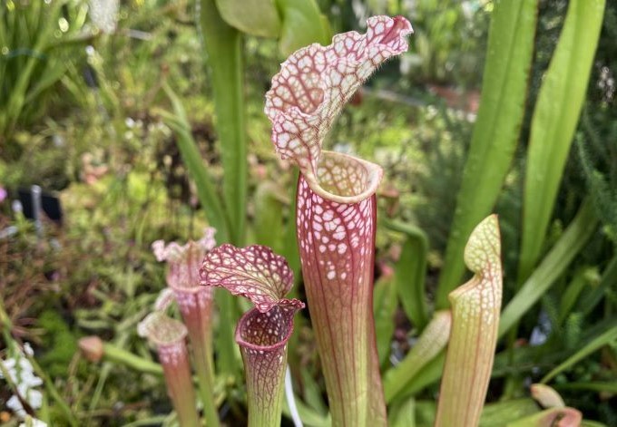 Foto: B. Than-Kassowitz Schlauchpflanze mit rötlich geflecktem Blütenstand