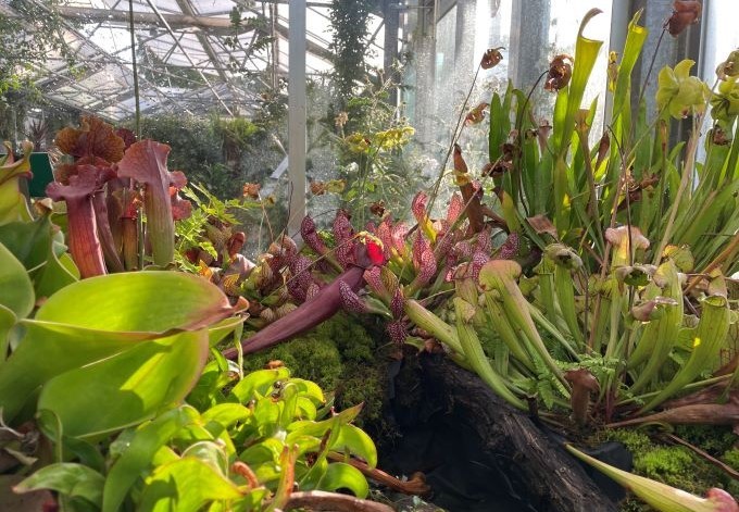 Foto: B. Than-Kassowitz verschiedene fleischfressende Pflanzen