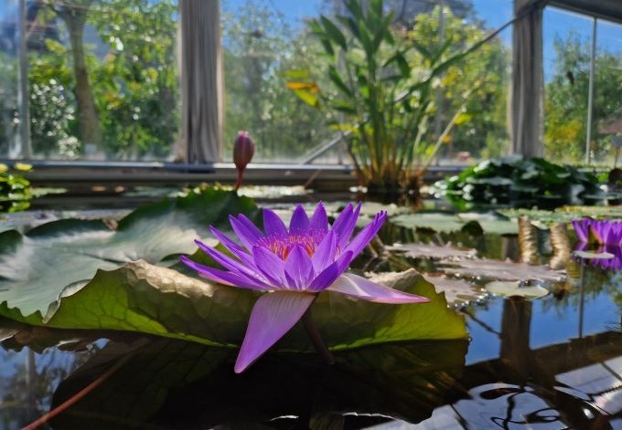 lila blühende große Seerose